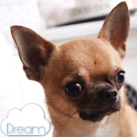 Étalon Chihuahua - I have a dream Des Etoiles D'Artemis