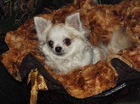 Étalon Chihuahua - Eléna des Mini Elidyle