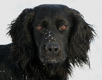 Étalon Cocker Spaniel Anglais - Ainnin glen garry of Glharama