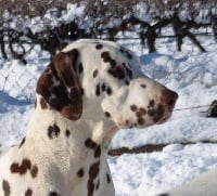 Étalon Dalmatien - les chiens de florence Greta garbo
