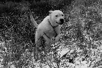 Étalon Dogo Argentino - Freestyle Of white keeper