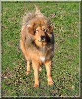 Étalon Dogue du Tibet - G'fu-lin Du Repère Des Chênes D'Or