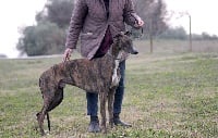 Étalon Greyhound - karkati Hadrian