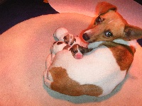 Étalon Jack Russell Terrier - Heidy (Sans Affixe)