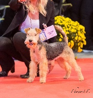 Étalon Lakeland Terrier - CH. Absolute dolce vita Idylle divine