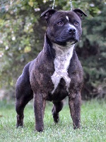 Étalon Staffordshire Bull Terrier - Fat-boy Of the browndeanlaws bullyboys