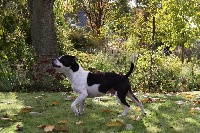 Étalon Staffordshire Bull Terrier - Cobra des gardiens de lady camille
