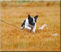 Étalon Staffordshire Bull Terrier - CH. Hiroshima sex bomb Du Clan D'Akela