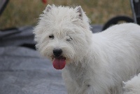 Étalon West Highland White Terrier - Galaxie du domaine de la charme