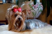 Étalon Yorkshire Terrier - Funny girl Du manoir des messalines