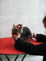 Étalon Yorkshire Terrier - Heverest de la cité des bas rouges