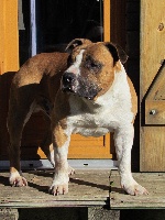 Étalon American Staffordshire Terrier - E.u.chain-bolt De la rue de la paix