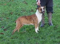 Étalon American Staffordshire Terrier - Ierha Madgix beautyful staff