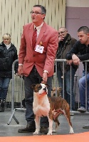 Étalon American Staffordshire Terrier - Gypsy king's Madgix beautyful staff