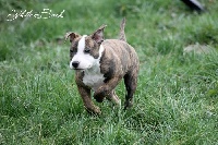 Étalon American Staffordshire Terrier - In-love Des Gardiens De La Fleur