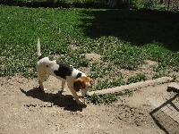Étalon Beagle - Haribo du chemin des Piarris