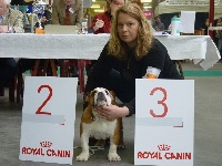 Étalon Bulldog Anglais - Gipsy queen de la vallée enchantée d'orion