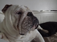 Étalon Bulldog Anglais - Face to face du Terroir de fontfroide