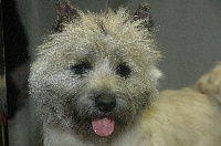 Étalon Cairn Terrier - Heart de la pinkinerie