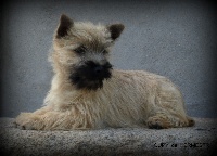 Étalon Cairn Terrier - Houpy de Kermest