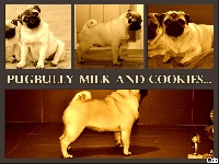 Étalon Carlin - CH. Pugbully Milk and cookies