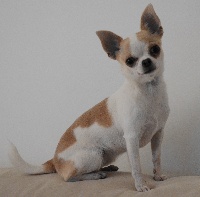 Étalon Chihuahua - Tia juana esquer