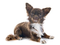 Étalon Chihuahua - Helliot De tatsienlou
