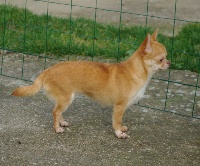 Étalon Chihuahua - Hello kitty Des Petits Gardiens De Nostera