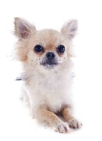 Étalon Chihuahua - Griotte De tatsienlou