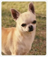 Étalon Chihuahua - Pepita Del pasador