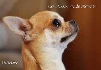 Étalon Chihuahua - Hellebore ** du manoir aux peupliers