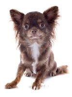 Étalon Chihuahua - Hellzha De tatsienlou