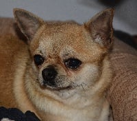Étalon Chihuahua - Napoléon bonaparte dogomania