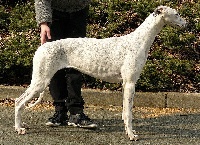 Étalon Greyhound - Herminig-gwen des Légendes du Moyen-Age