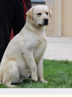 Étalon Labrador Retriever - Hot (Sans Affixe)