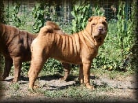 Étalon Shar Pei - Haribo dragibus du Bouquet d'Epices