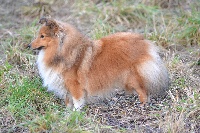 Étalon Shetland Sheepdog - Galaway Of morgane forest
