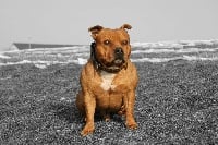 Étalon Staffordshire Bull Terrier - Kaiser the Good Dogs Passion