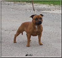 Étalon Staffordshire Bull Terrier - Grace (Sans Affixe)