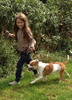 Étalon Staffordshire Bull Terrier - Staffanatic's Hooligan fatale beauty