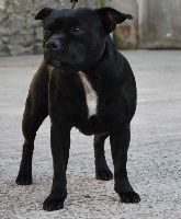 Étalon Staffordshire Bull Terrier - Funky (Sans Affixe)