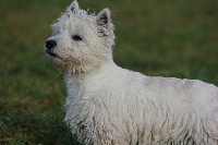 Étalon West Highland White Terrier - Inoxydable De Tolbiac