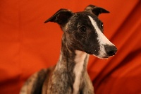 Étalon Whippet - CH. Irresistible nana Du manoir de la grenouillère