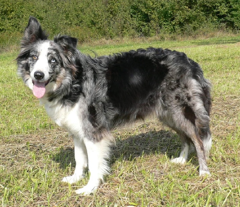 Magique Dune Hinablue chien de race toutes races en tous