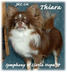 CH. Symphony of little hope jp