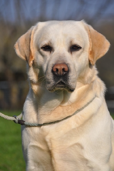 Débardeur Chien Labrador Retriever - T-shirt Léger Pour Amoureux Des Chiens, Coupe Classique