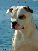 Étalon American Staffordshire Terrier - CH. Multi princ  of ural staff balkan staff Royal Montenegro