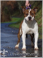 Étalon American Staffordshire Terrier - Sokay Hévadé