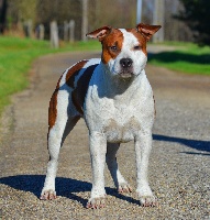 Étalon American Staffordshire Terrier - Broyer's Edition Golden eye guess