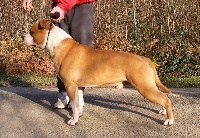 Étalon American Staffordshire Terrier - CH. Intencity European golden crack